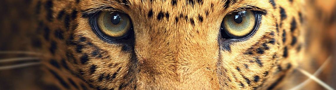 Bra att veta om safari i Afrika