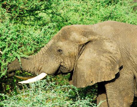 Elefant ved Murchison Falls i Uganda africa tours