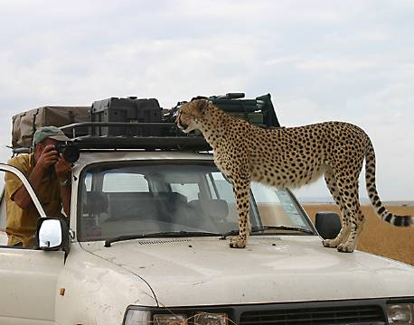 Nysgerrig gepard står på bil i Masai Mara, kenya africa tours