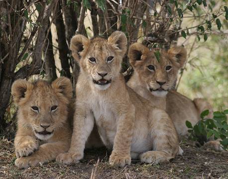 Løveunger gemmer sig i Masai Mara, Kenya africa tours