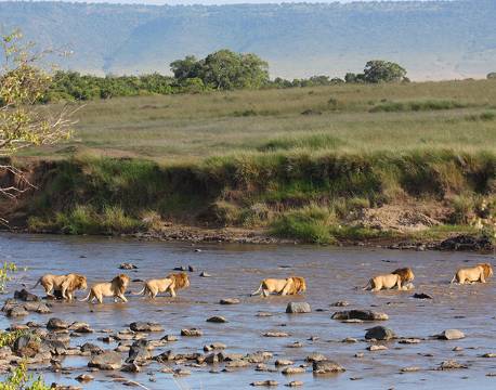 Løver krydser en flod i Masai Mara, Kenya africa tours