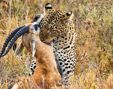 Leopard med sit bytte i Masai Mara, Kenya africa tours