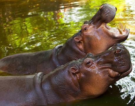 Flodheste i Okavango Deltaet botswana africa tours