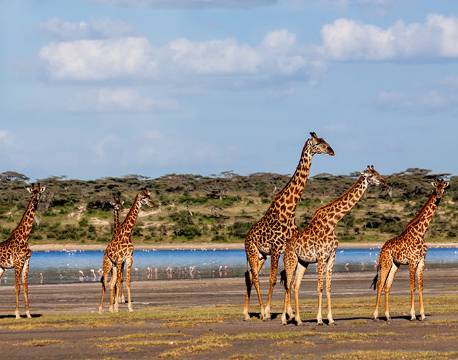 Serengeti Tanzania africa tours