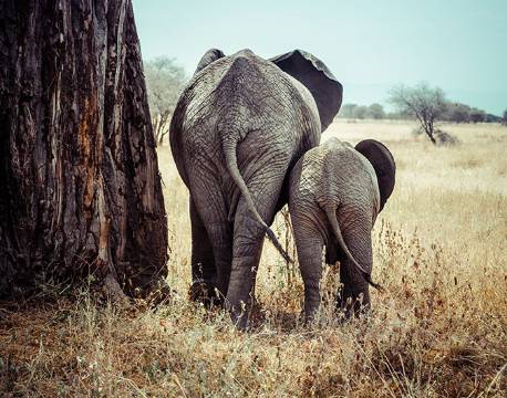 Elefant, Tarangire, Tanzania africa tours