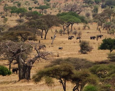 Elefanter, Tarangire, Tanzania africa tours