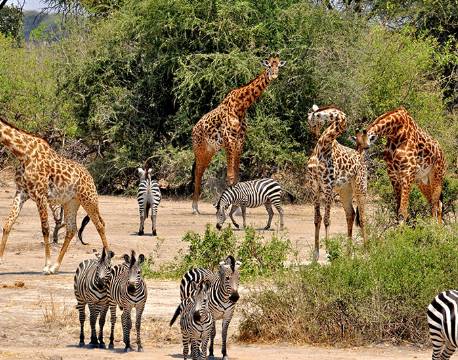 Giraf og Zebraer, Tarangire, Tanzania africa tours