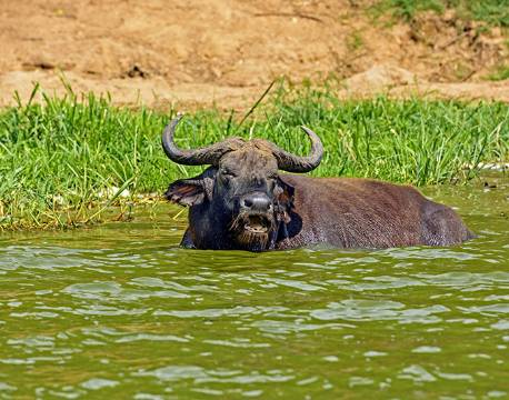 Bøffel, Kazinga Kanalen, Queen Elizabeth N.P, Uganda africa tours
