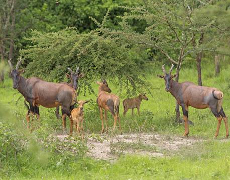 Lake Mburu Uganda africa tours