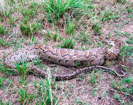 Python fortærer gazelle, Murchisons Falls, uganda africa tours