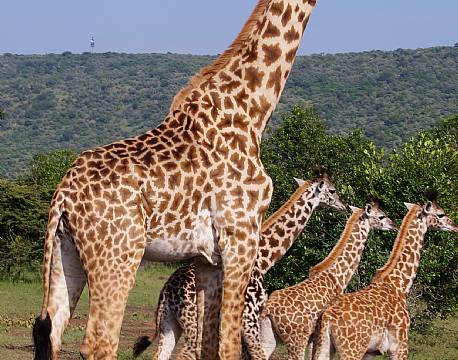 Mara North Conservancy kenya africa tours