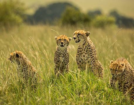 Mara North Conservancy kenya africa tours