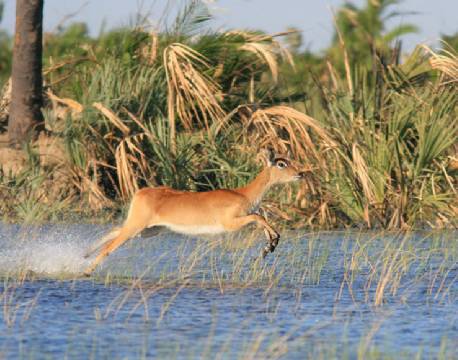 Okavango Deltaet, Botswana africa tours