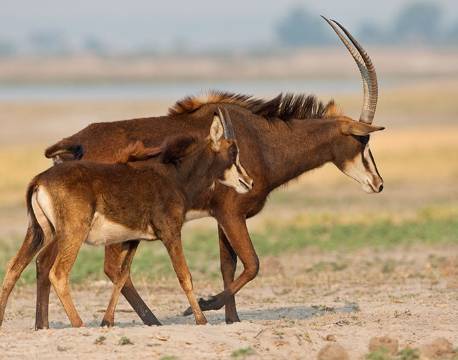 Sabel antilope, Chobe, Botswana africa tours