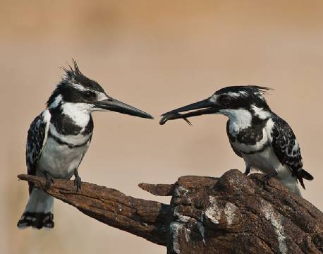Pied Kingfisher fugl, Chobe, Botswana africa tours