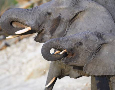 Elefanter, Chobe, Botswana africa tours