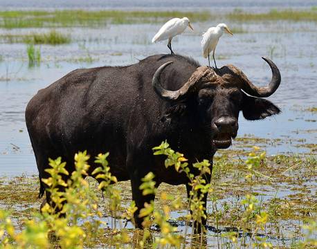 Bøffel, Chobe, Botswana africa tours