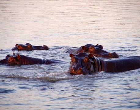 Flodheste, Chobe, Botswana africa tours