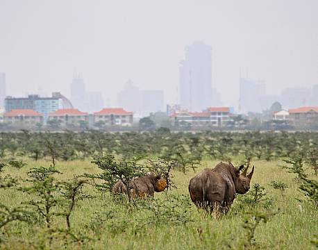 Nairobi National Park kenya africa tours
