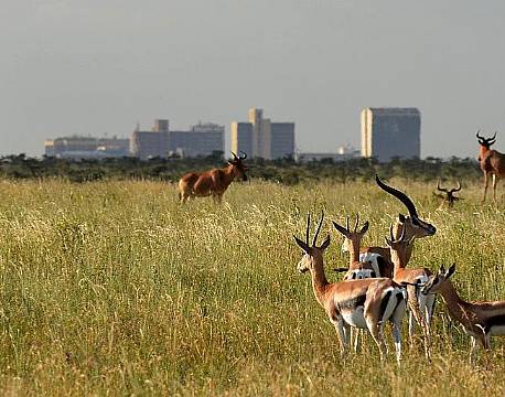Nairobi National Park kenya africa tours