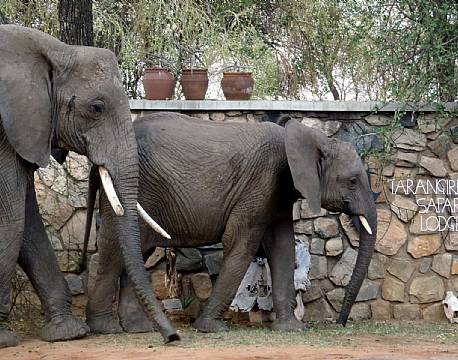 Tarangire Safari Lodge, Tarangire, Tanzania 3 africa tours