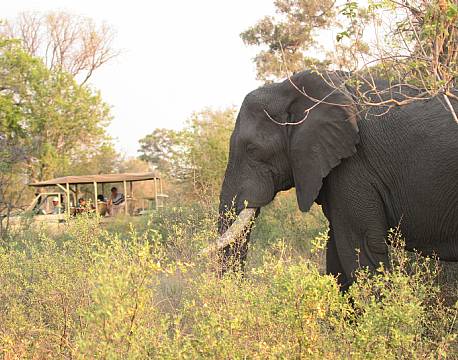Pom Pom Camp botswana 1 africa tours