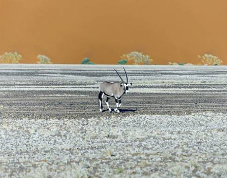 Oryx, Sossusvlei, Namibia africa tours