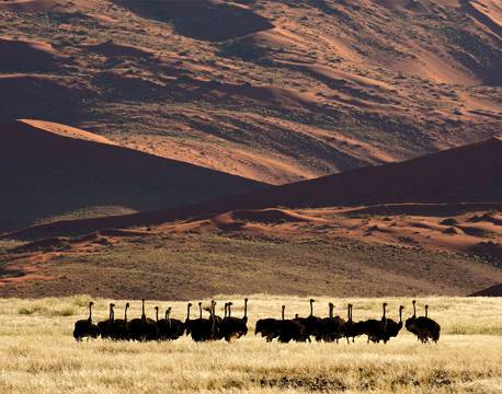 Strudse, Sossusvlei, Namibia africa tours