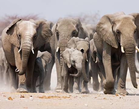 Elefanter, Etosha, Namibia africa tours