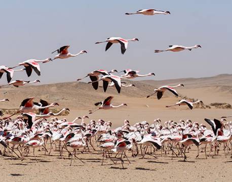 Flamingoer, Walvis Bay, Namibia africa tours