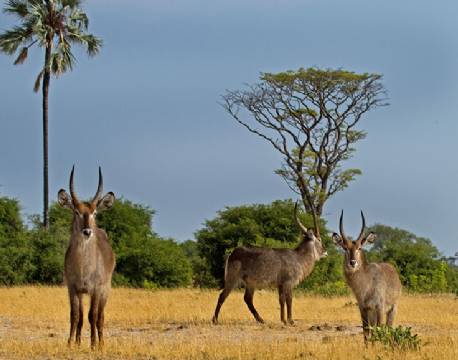 Waterbuck, Hwange N.P, Zimbabwe africa tours