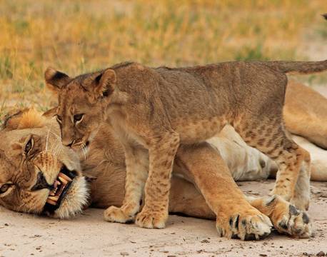 Løve, Hwange National Park, Zimbabwe africa tours