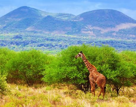Tsavo Kenya africa tours