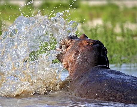 Nyerere vildreservat tanzania africa tours