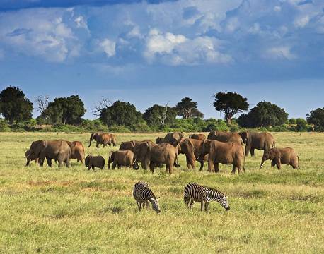 Tsavo Kenya africa tours