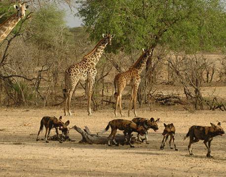 Nyerere vildreservat tanzania africa tours