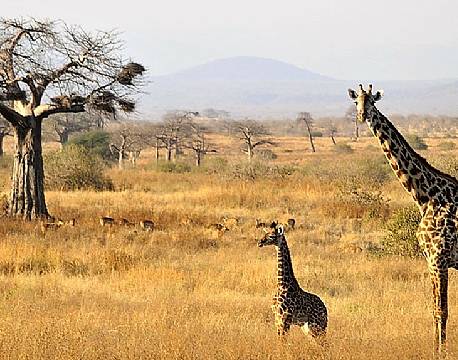 Ruaha N.P tanzania sydafrika africa tours
