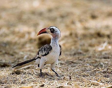 Ruaha N.P tanzania sydafrika africa tours
