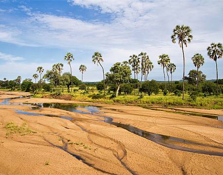 Ruaha N.P tanzania sydafrika africa tours