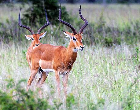 Mikumi np tanzania africa tours