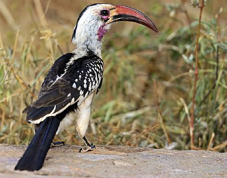 Samburu kenya africa tours