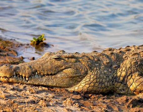 Mikumi np tanzania africa tours