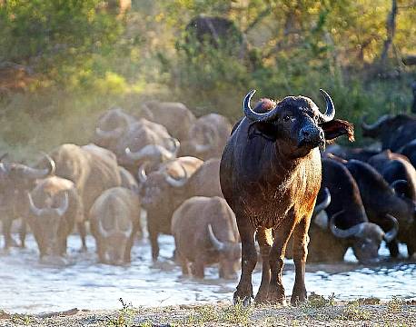 Klaserie Naturreservat sydafrika africa tours