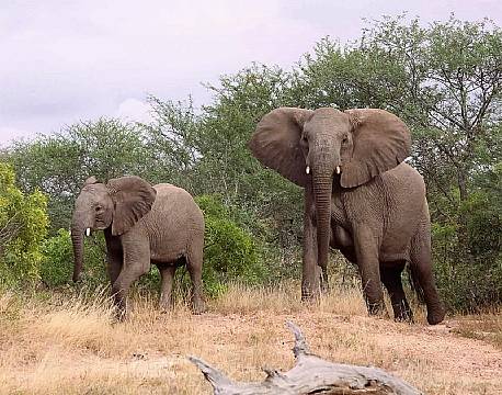 Klaserie Naturreservat sydafrika africa tours