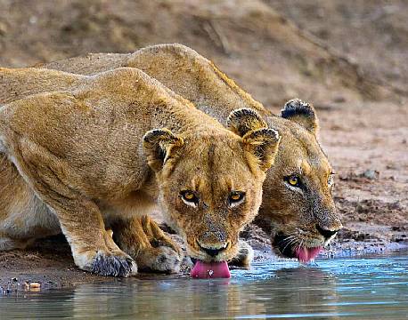 Klaserie Naturreservat sydafrika africa tours