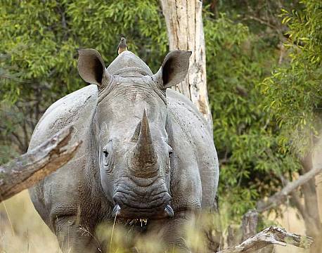 Klaserie Naturreservat sydafrika africa tours