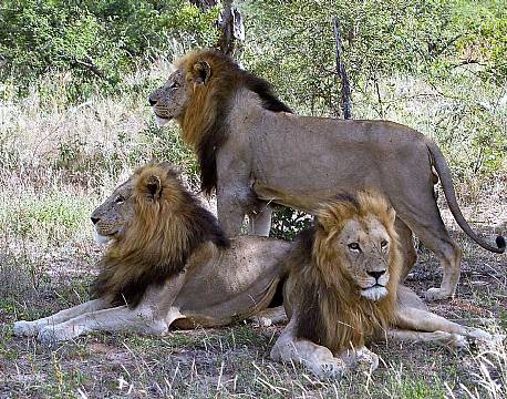 Klaserie Naturreservat sydafrika africa tours