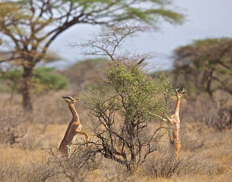 Samburu kenya africa tours