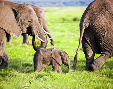 Amboseli kenya africa tours