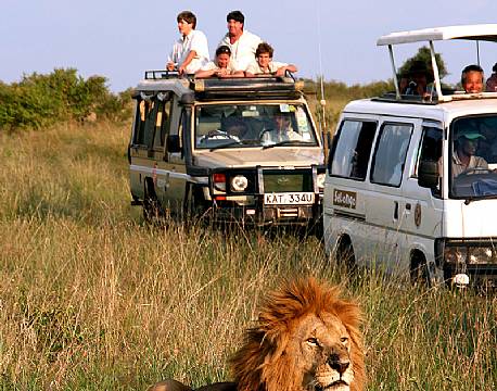 Løve, Masai Mara, Kenya africa tours